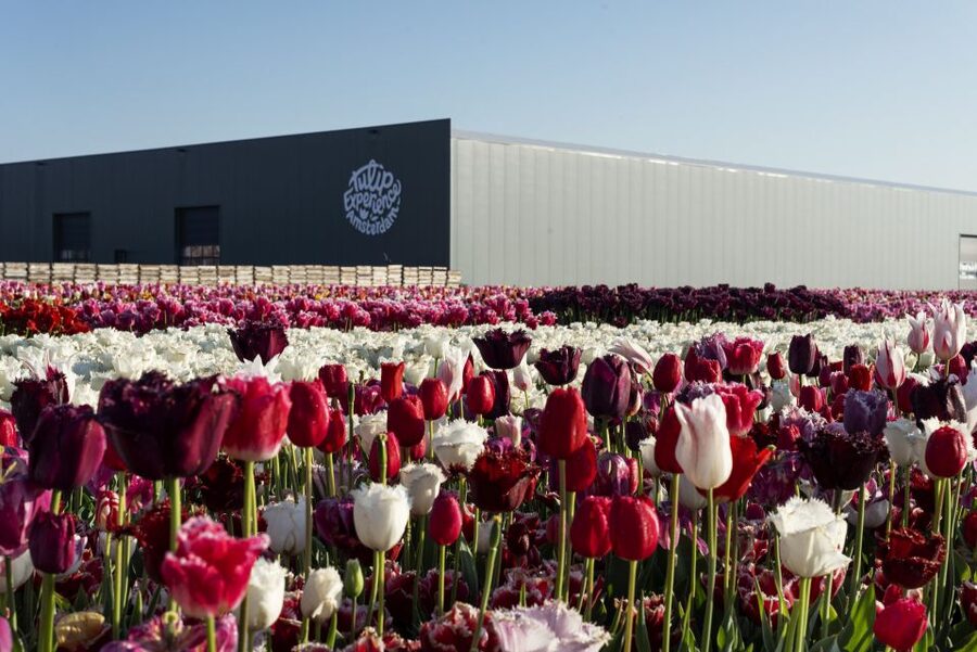 From Amsterdam: Keukenhof Gardens & Tulip Experience Tour - Practical plan for a smoother day