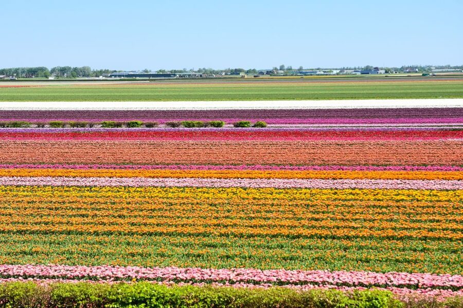 From Amsterdam: Keukenhof Gardens & Tulip Experience Tour - The short ride to Keukenhof