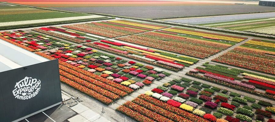 From Amsterdam: Keukenhof Gardens & Tulip Experience Tour - Why the guide and driver matter