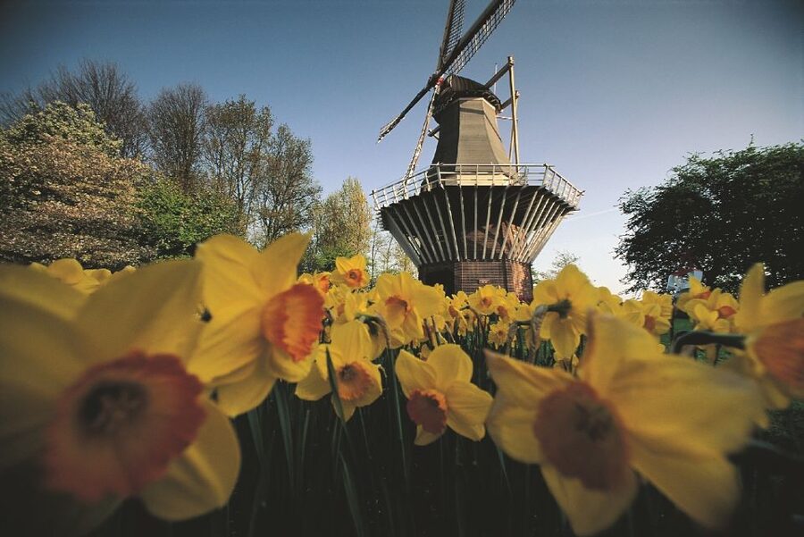 From Amsterdam: Keukenhof Gardens & Tulip Experience Tour - Bloom timing, weather, and the risk of disappointment