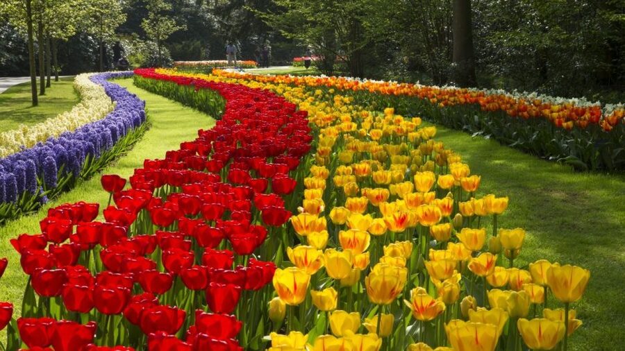 From Amsterdam: Keukenhof Gardens & Tulip Experience Tour - Who will enjoy this tour most