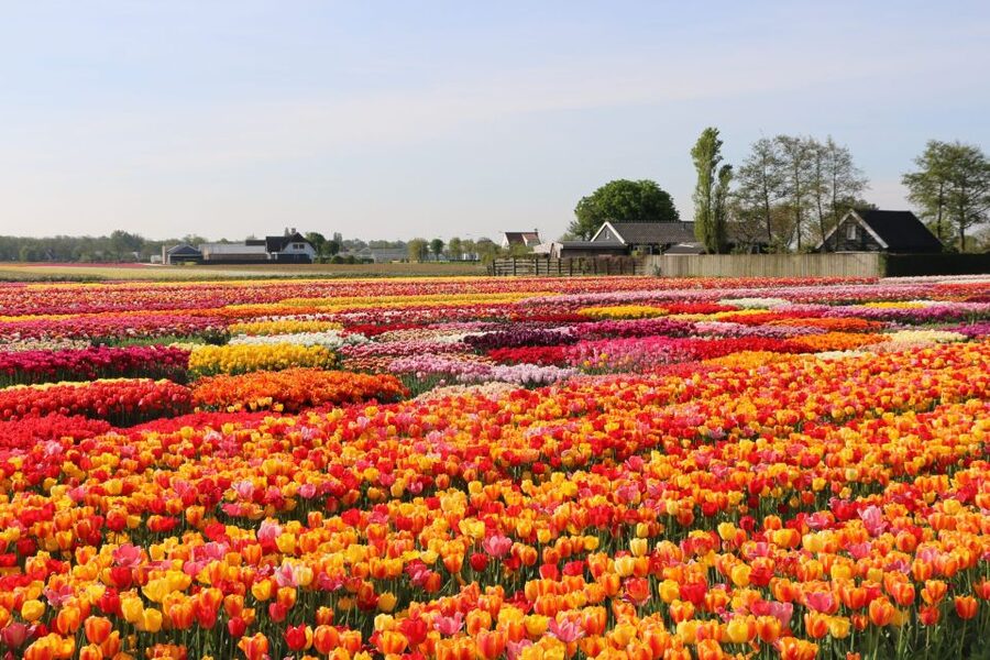 From Amsterdam: Keukenhof Gardens & Tulip Experience Tour - The Tulip Experience, where farming comes before photographs