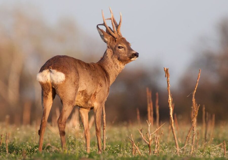 From Amsterdam: Small Group Tour NP Hoge Veluwe (Van Gogh) - Four hours to choose your own park day