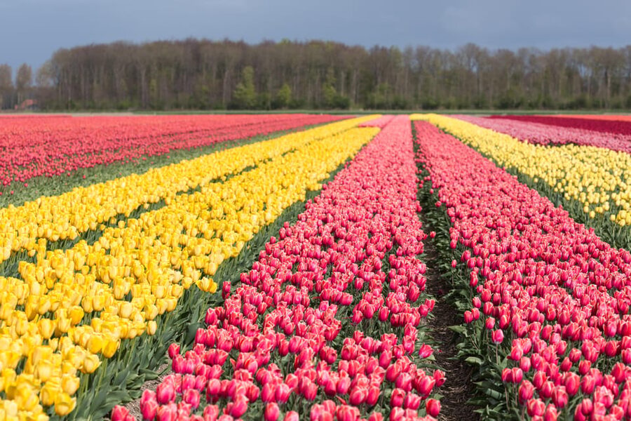 From Amsterdam: take the famous Tulip route tour - Key points to know before you book