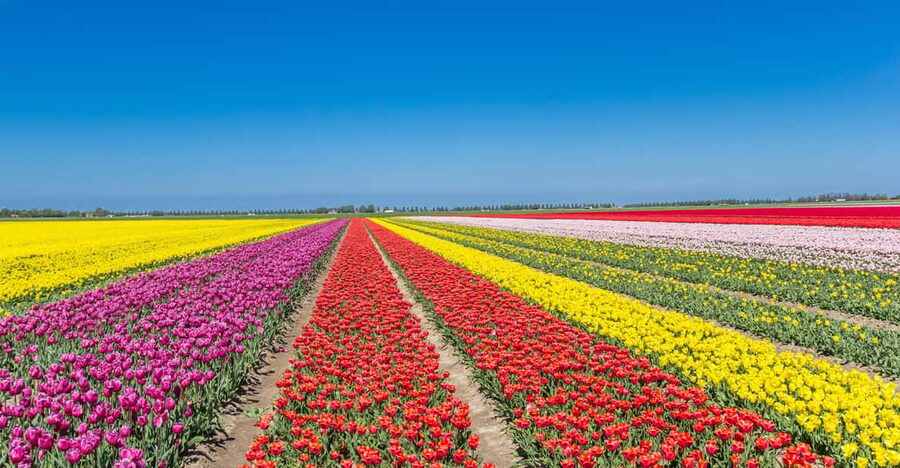 From Amsterdam: take the famous Tulip route tour - Why the farm fields are the real attraction
