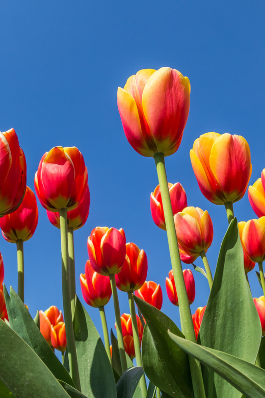 From Amsterdam: take the famous Tulip route tour - The coffee break and local biscuit