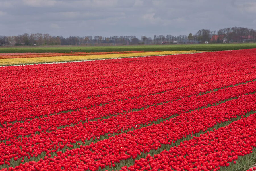 From Amsterdam: take the famous Tulip route tour - Following the 100-kilometer Tulip Route