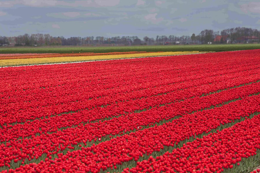 From Amsterdam: take the famous Tulip route tour - The final route and return to Amsterdam