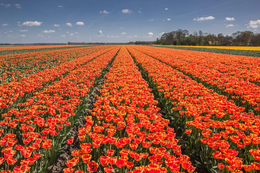 From Amsterdam: take the famous Tulip route tour - Is $152 good value?