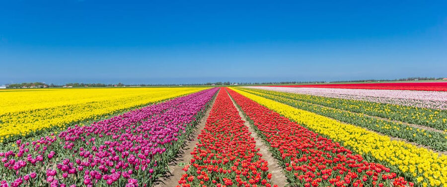 From Amsterdam: take the famous Tulip route tour - The 9:00 transfer from Amsterdam
