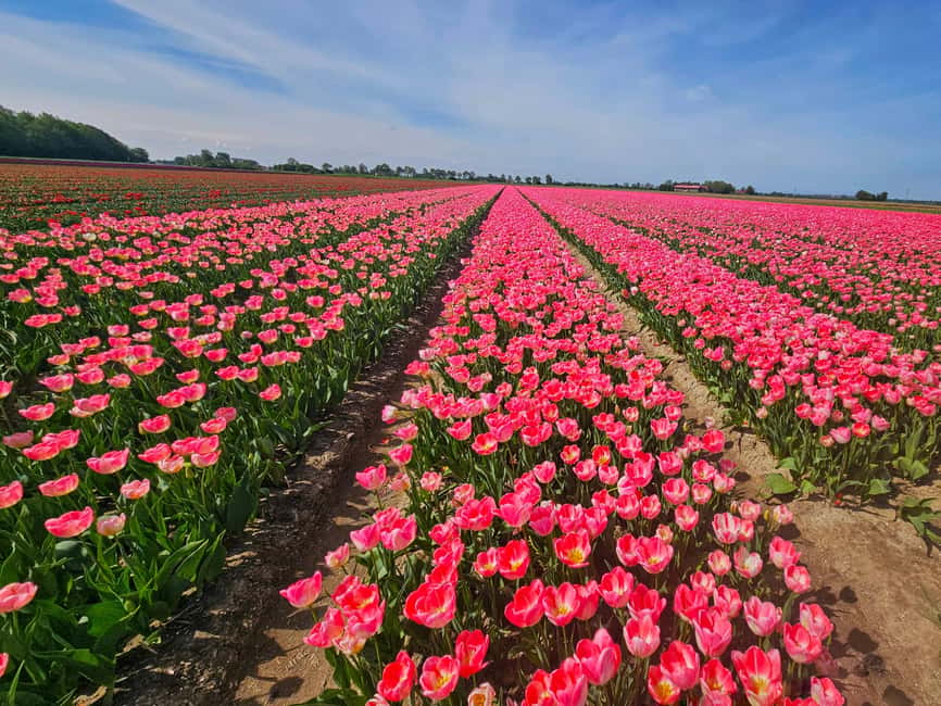 From Amsterdam: Tulip Tour Keukenhof & City Tour Delft - Key points at a glance
