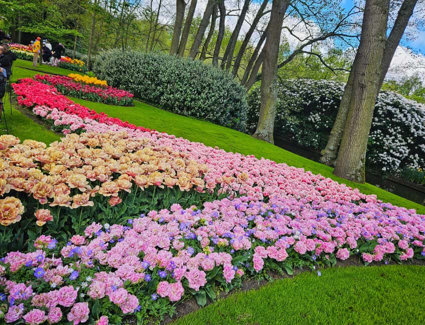 From Amsterdam: Tulip Tour Keukenhof & City Tour Delft - Who should choose this day trip?