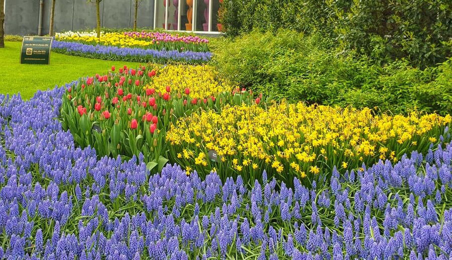 From Amsterdam: Tulip Tour Keukenhof & City Tour Delft - A closer look at the Keukenhof schedule