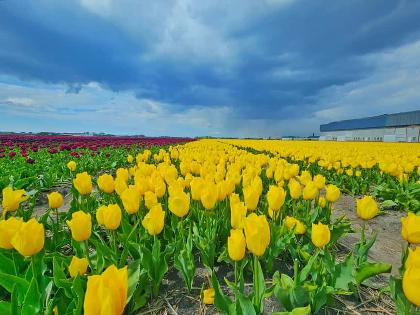 From Amsterdam: Tulip Tour Keukenhof & City Tour Delft - What the pottery factory visit really includes
