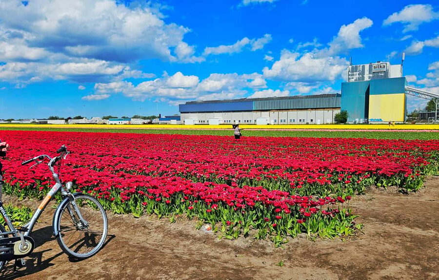 From Amsterdam: Tulip Tour Keukenhof & City Tour Delft - Price and what you receive for $169
