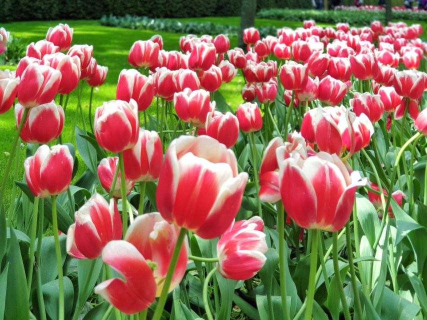 From Amsterdam: Tulip Tour Keukenhof & City Tour Delft - The bus ride from Amsterdam