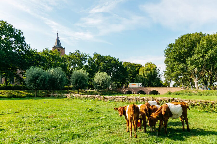 From Amsterdam: Zaanse Schans, Edam, & Marken Full-Day Trip - Should you book it?