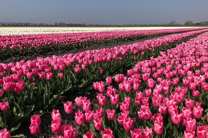 Full day tour to Texel - Friesian Islands - from Amsterdam - Leaving Amsterdam at 8:00 am