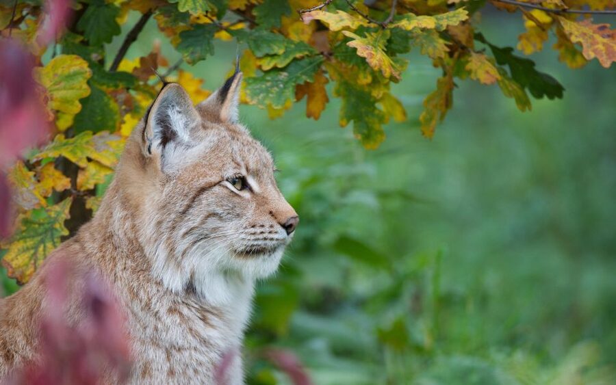 GaiaZOO Entry Ticket - Limburg animals close to home