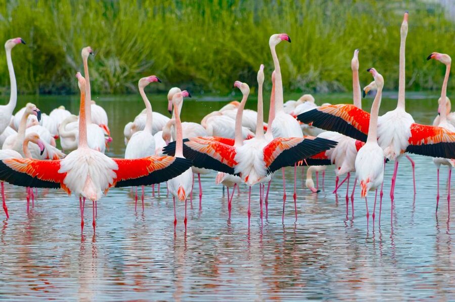 GaiaZOO Entry Ticket - Food, drinks, and the true cost of the day
