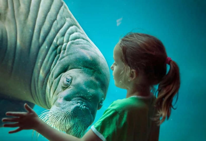 Harderwijk: Dolfinarium Entry Ticket - Dolphins, walruses, and the main animal displays