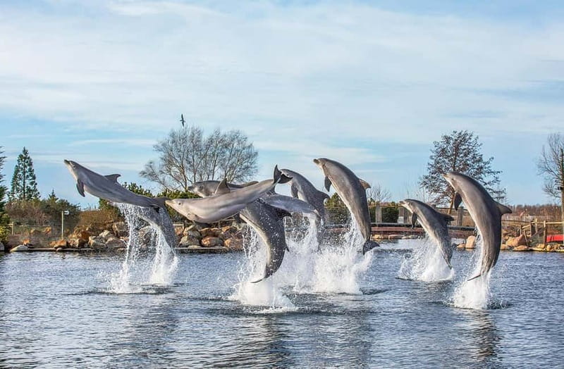 Harderwijk: Dolfinarium Entry Ticket - Waterpret and the seven slides
