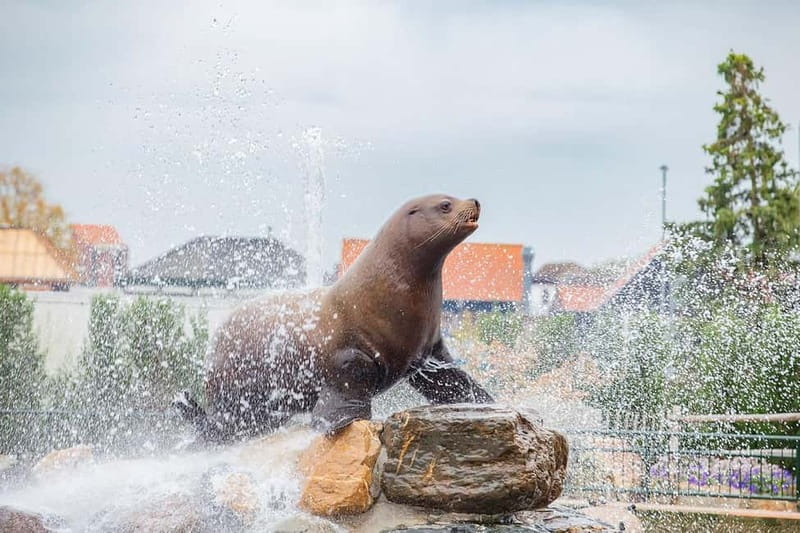 Harderwijk: Dolfinarium Entry Ticket - Four playgrounds for younger children