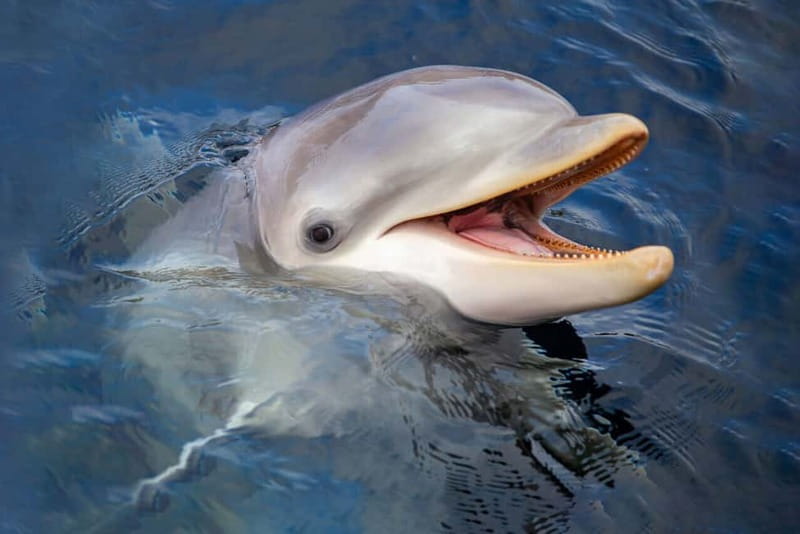 Harderwijk: Dolfinarium Entry Ticket - Accessibility and practical comfort