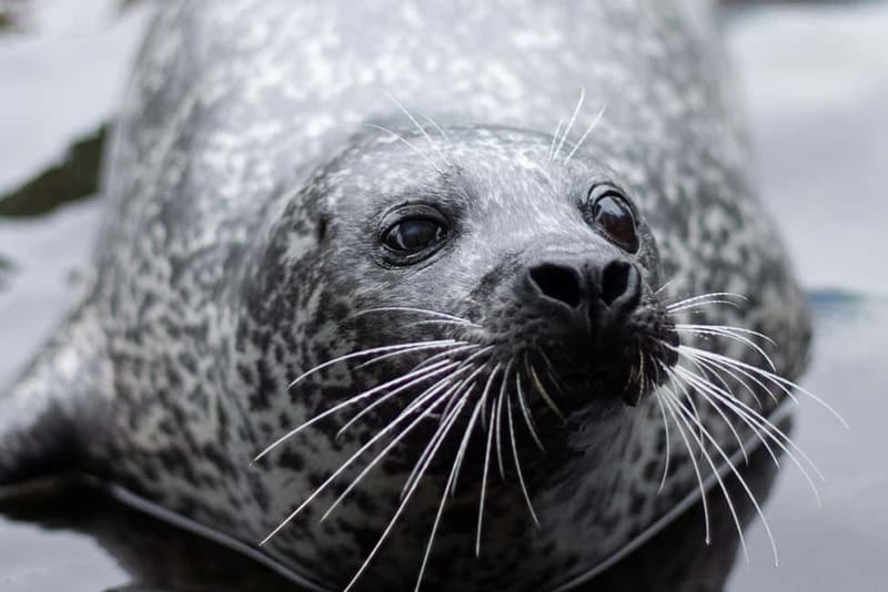 Harderwijk: Dolfinarium Entry Ticket - Should you book Dolfinarium?