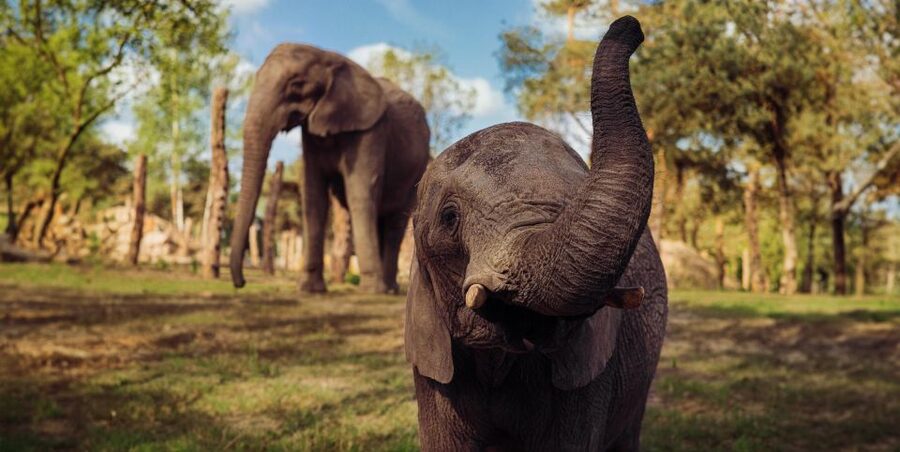 Hilvarenbeek: Safaripark Beekse Bergen Entry Ticket - Who will enjoy this park most?