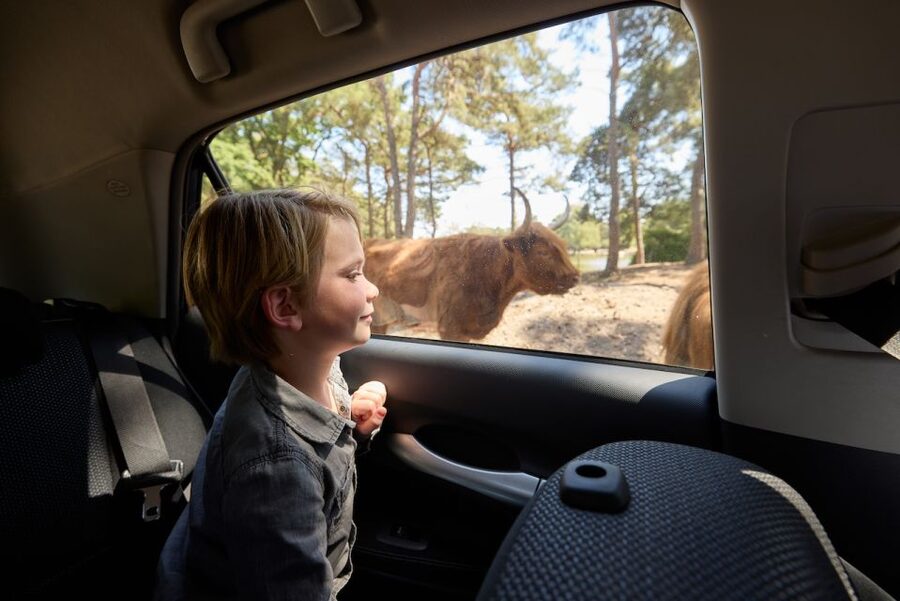 Hilvarenbeek: Safaripark Beekse Bergen Entry Ticket - The boat safari offers a slower view