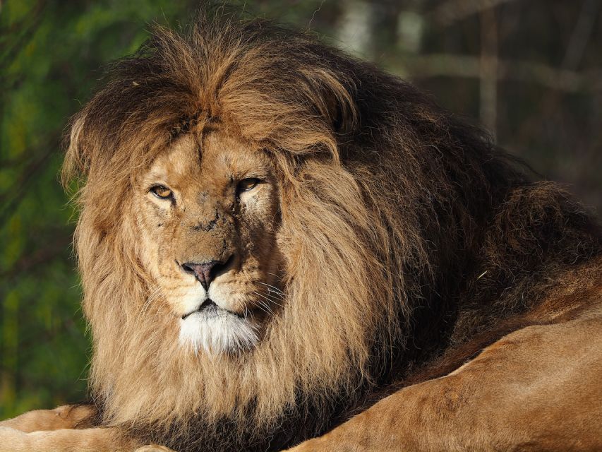 Hilvarenbeek: Safaripark Beekse Bergen Entry Ticket - The car safari puts you among the animals