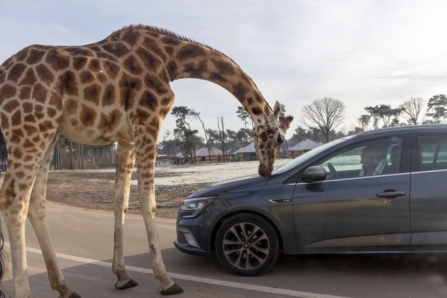 Hilvarenbeek: Safaripark Beekse Bergen Entry Ticket - What you are likely to see