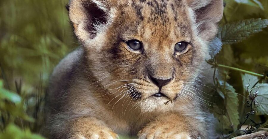 Hilvarenbeek: Safaripark Beekse Bergen Entry Ticket - Getting there from Tilburg and beyond