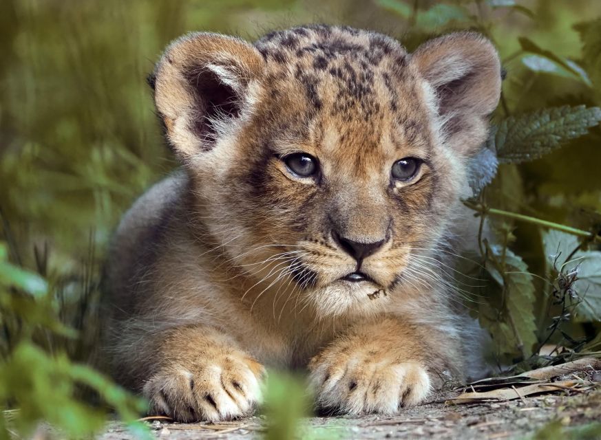 Hilvarenbeek: Safaripark Beekse Bergen Entry Ticket - Is $35 good value for one day?