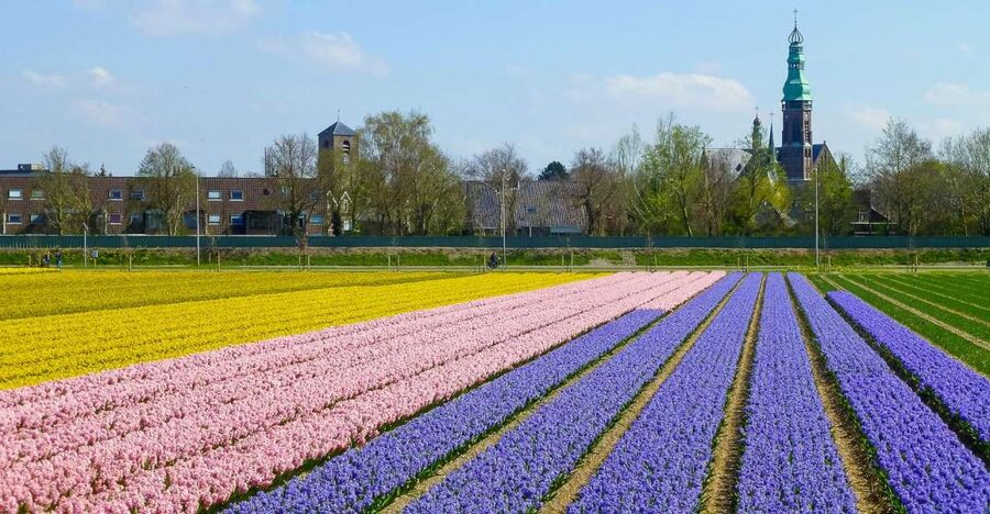 Keukenhof: Flower Fields Small-Group Cultural Bike Tour - When to go for the best flowers