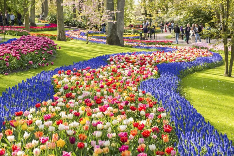 Keukenhof: Flower Fields Small-Group Cultural Bike Tour - Tulip Experience Amsterdam: museum, garden, and five tulips