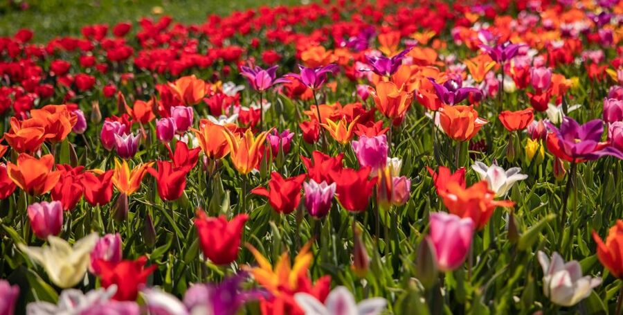 Keukenhof: Flower Fields Small-Group Cultural Bike Tour - Who should book this bike tour?