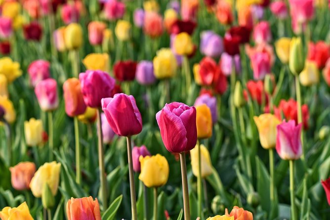 Keukenhof, Flower Fields, Volendam and Zaanse Schans Small-Group Tour - Choosing between the canal cruise and This is Holland