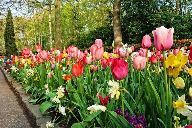Keukenhof Gardens and Tulips Private Tour from Amsterdam - What your driver-host does, and does not do