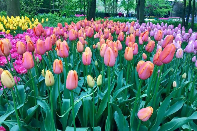Keukenhof's Tulips and Windmills Small-Group Tour from Amsterdam - Who should book this experience?