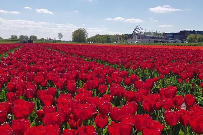 Keukenhof Skip-the-line Tickets: Countryside & Farm Private Tour - What the private Mercedes adds