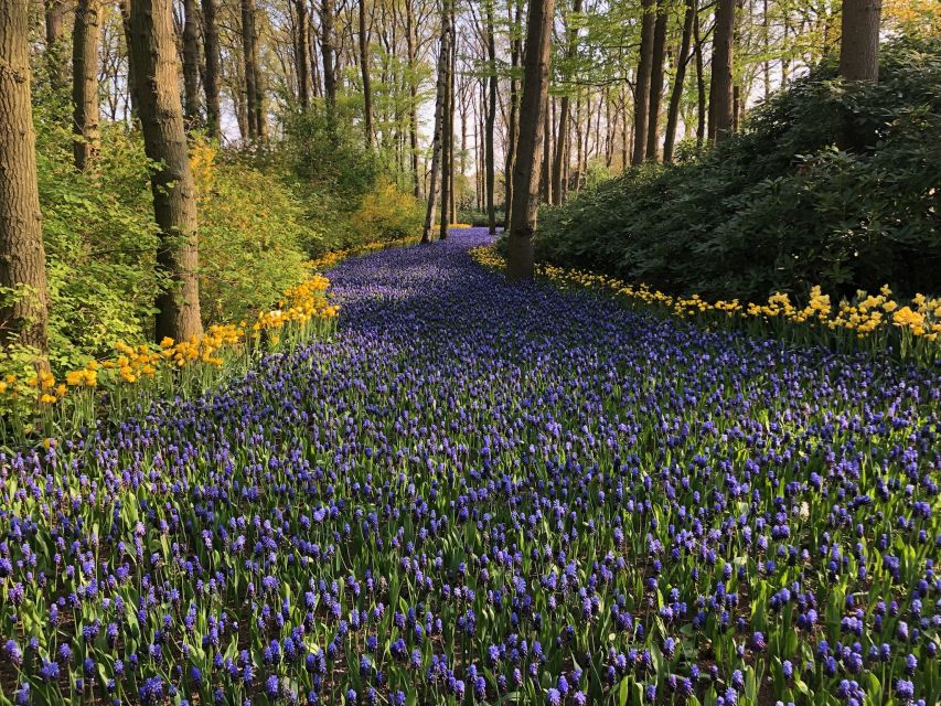 Keukenhof, Tulip Farm, Flower Fields & Windmills - Why the private format matters