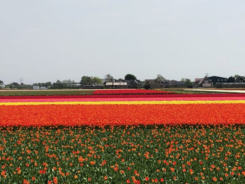 Keukenhof, Tulip Farm, Flower Fields & Windmills - Practical advice before you book