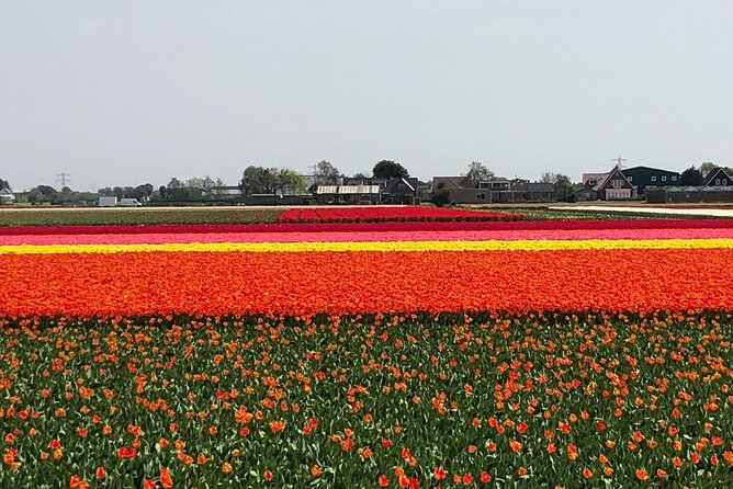 Keukenhof, Tulip Farm, Flower Fields & Zaanse Schans Windmills - Is $349.13 per person fair value?