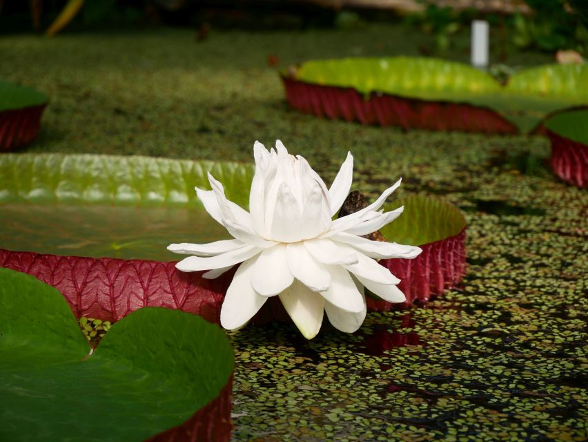 Leiden: Hortus Botanicus Entry Ticket - Why Leiden’s 1590 garden is worth your time