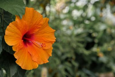 Hortus Botanicus Entry Ticket