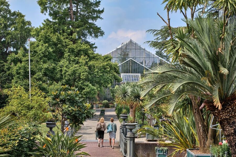 Leiden: Hortus Botanicus Entry Ticket - The nearly 30 monumental trees