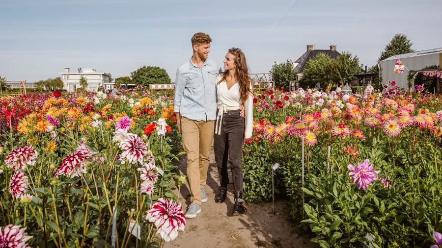 Lisse: Drive-it-Yourself Summer Flower GPS Audio Tour - From Meer en Duin 44 Into the Bulb Region