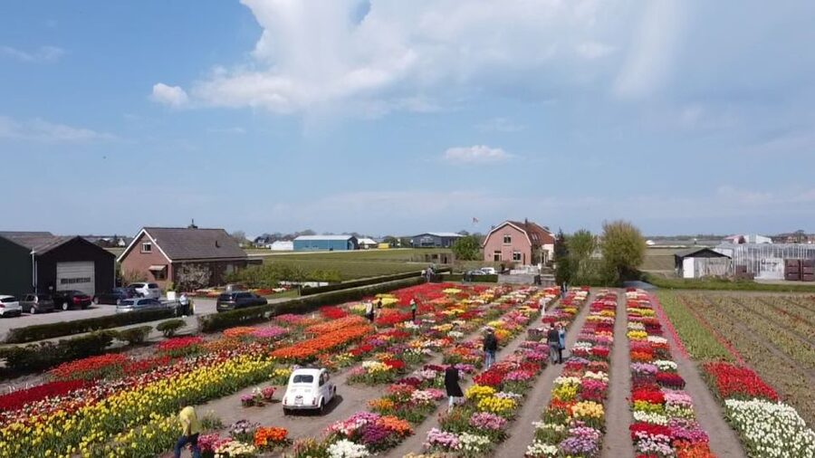 Lisse: Enjoy the Tulip Fields by Bike with a Local Guide! - FAQ